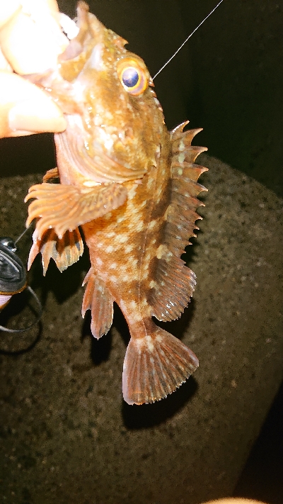 タモ網買い換え検討中