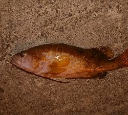 お腹いっぱい？