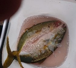 まさかのデカアジ！