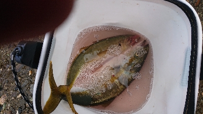 まさかのデカアジ！