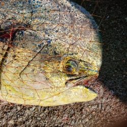 これが釣りたかった！