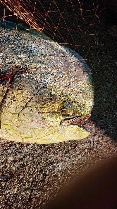 これが釣りたかった！