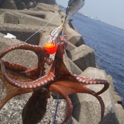 結構釣れました