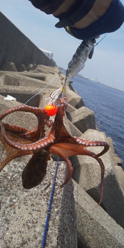 結構釣れました