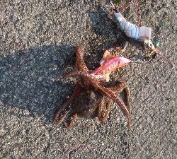 久々のタコ。ショアジグでツバス。