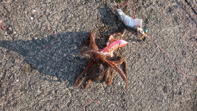 久々のタコ。ショアジグでツバス。