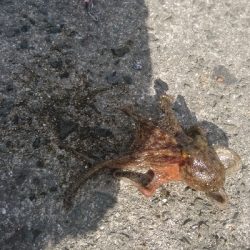 タコ４杯もエギ５個ロス