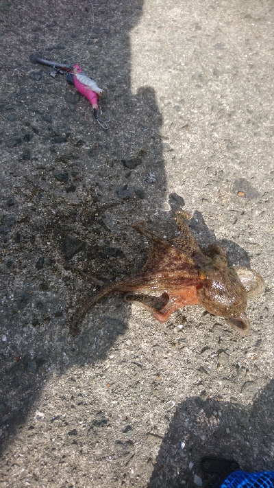 タコ４杯もエギ５個ロス