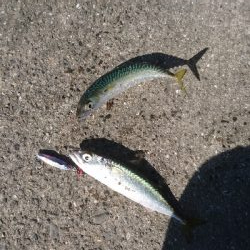 またサバか(>_<)