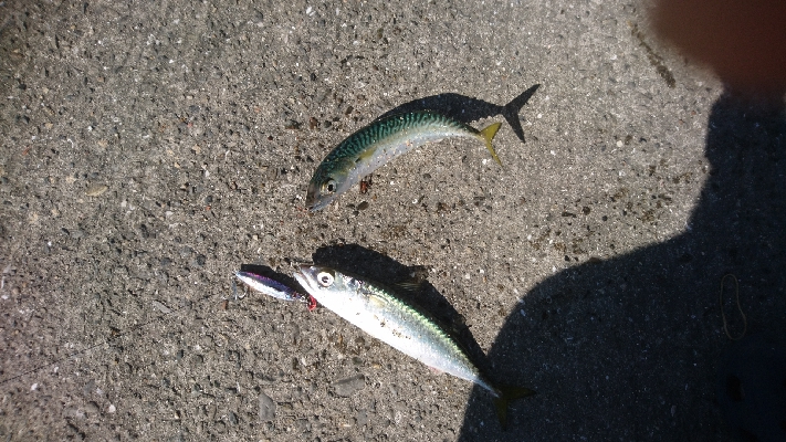 またサバか(>_<)