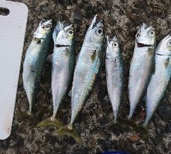 太刀魚狙うもイワシ、青物狙うもサバ