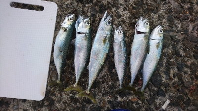 太刀魚狙うもイワシ、青物狙うもサバ