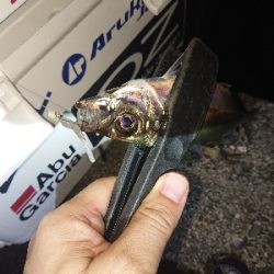 厳しくなってきました。