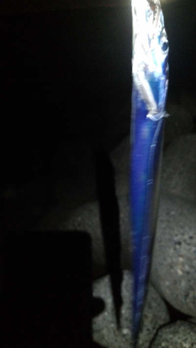 大阪湾タチウオ開幕