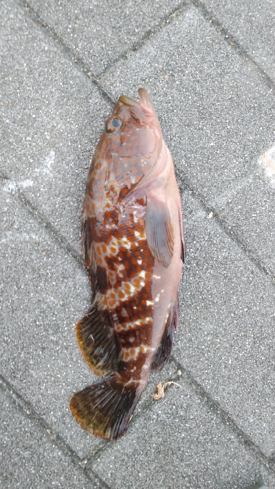 早朝コスモスクエア