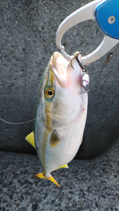 暑いけど粘れば何とか