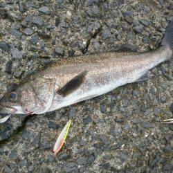 朝マズメ!!トップウォーターで居着きのシーバスをゲット!!