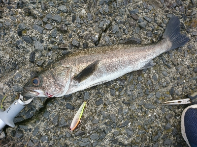 朝マズメ！！トップウォーターで居着きのシー…