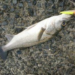 朝マズメのトップウォーターシーバス!!