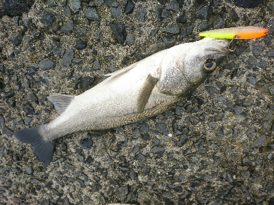 朝マズメのトップウォーターシーバス！！