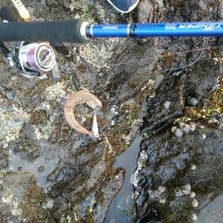 フラットフィッシュとシーバス狙い