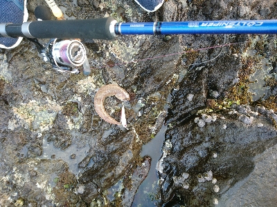 フラットフィッシュとシーバス狙い