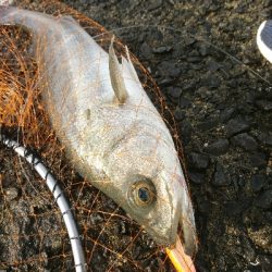 トップウォーターシーバス&チヌ