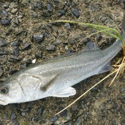 トップに反応がない日は、水面直下で勝負！！