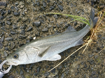 トップに反応がない日は、水面直下で勝負！！…