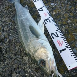 良型シーバス&チヌ爆発!!