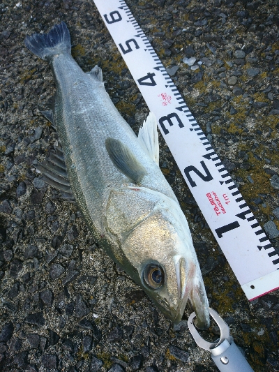 良型シーバス&チヌ爆発！！