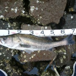 シーバスもメッキも飛び付いた!!真夏のトップウォーターゲーム!!