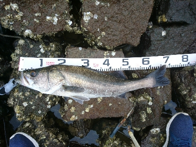 シーバスもメッキも飛び付いた！！真夏のトップウォーターゲーム！！