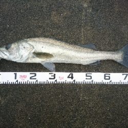 ランカーまで、もう少し74センチのシーバス！！