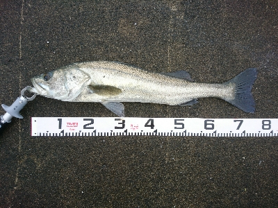ランカーまで、もう少し74センチのシーバス！！