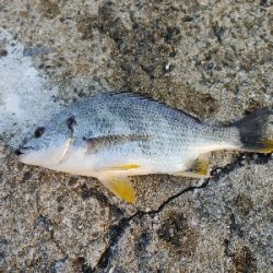 チヌ狙いでヘチ釣り