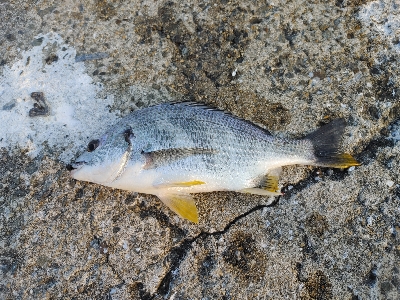 チヌ狙いでヘチ釣り