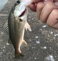 シーバス(チーバスのみ)ボイル！