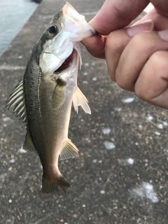 シーバス(チーバスのみ)ボイル！