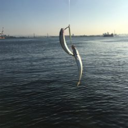 安定の朝イチ小鯖祭り。。