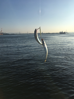 安定の朝イチ小鯖祭り。。