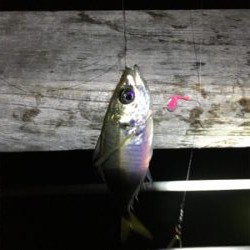 夜のベイト調査