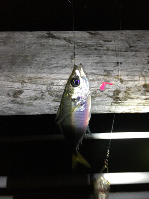 夜のベイト調査