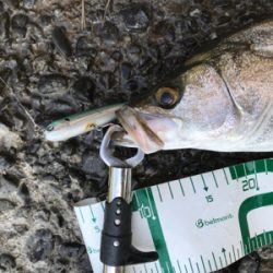 河川遡上シーバス