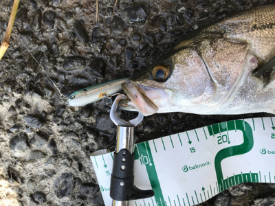 河川遡上シーバス