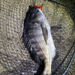 ナイトチニング！