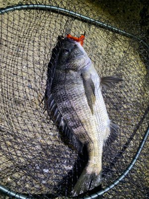 ナイトチニング！