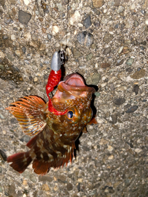 ガシラはよく釣れる^ ^♫