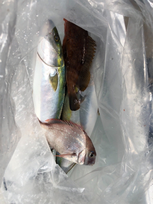 オフショアジギング