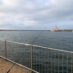 サビキで石鯛&豆あじ